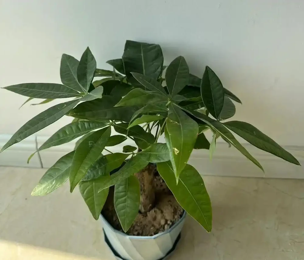 發財樹該不該澆水?一個牙籤就能搞定,誰都能學得會