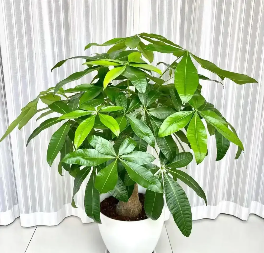 發財樹該不該澆水?一個牙籤就能搞定,誰都能學得會