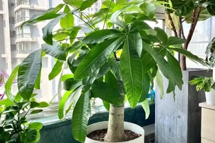 發財樹該不該澆水？一個牙籤就能搞定，誰都能學得會