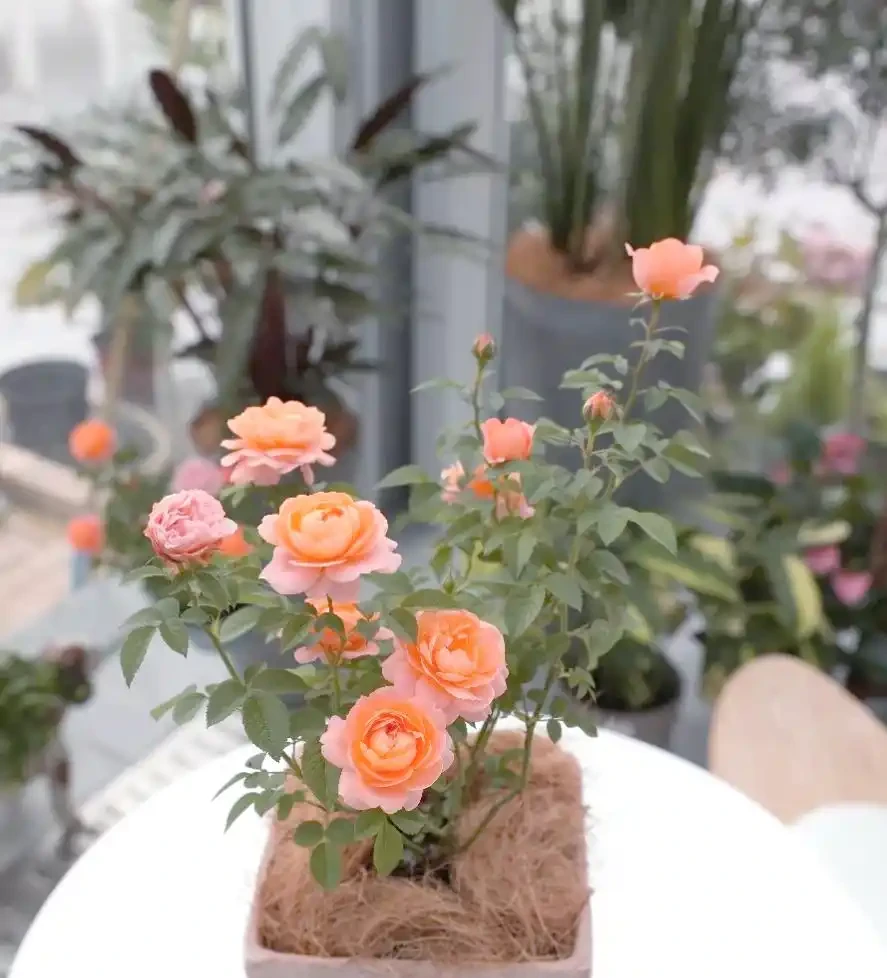 玫瑰家庭養護全指南:打造四季開花的陽臺花園