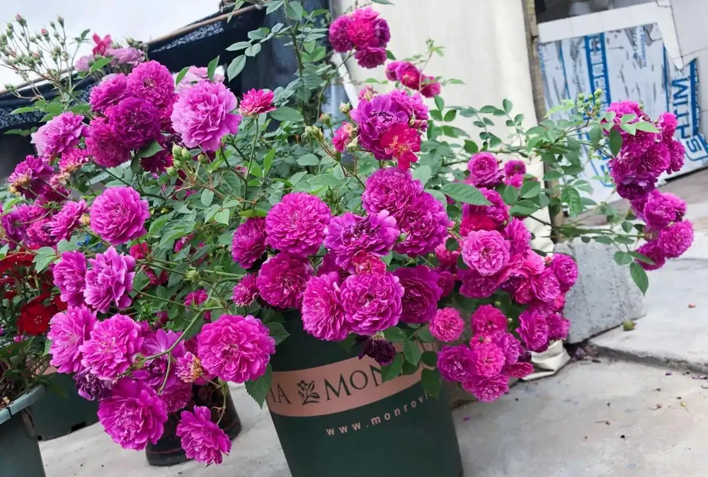 玫瑰家庭養護全指南:打造四季開花的陽臺花園