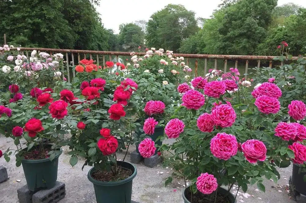 玫瑰家庭養護全指南:打造四季開花的陽臺花園