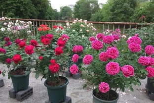 玫瑰家庭養護全指南：打造四季開花的陽臺花園