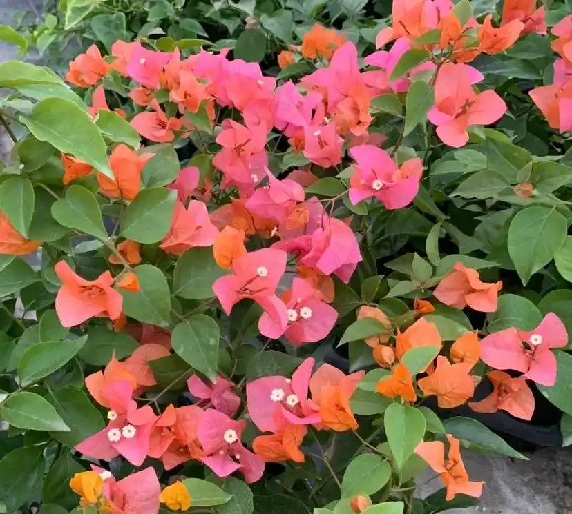 九重葛十大勤花品種揭秘，曬得越多花開越旺！