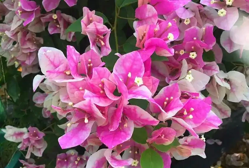 九重葛十大勤花品種揭秘，曬得越多花開越旺！