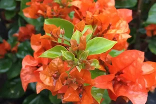 九重葛十大勤花品種揭秘，曬得越多花開越旺！