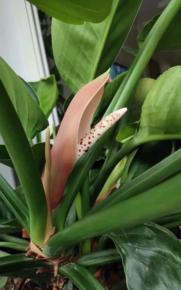 金鑽能開花嗎?有哪些特徵,家養金鑽難開花的原因是什麼