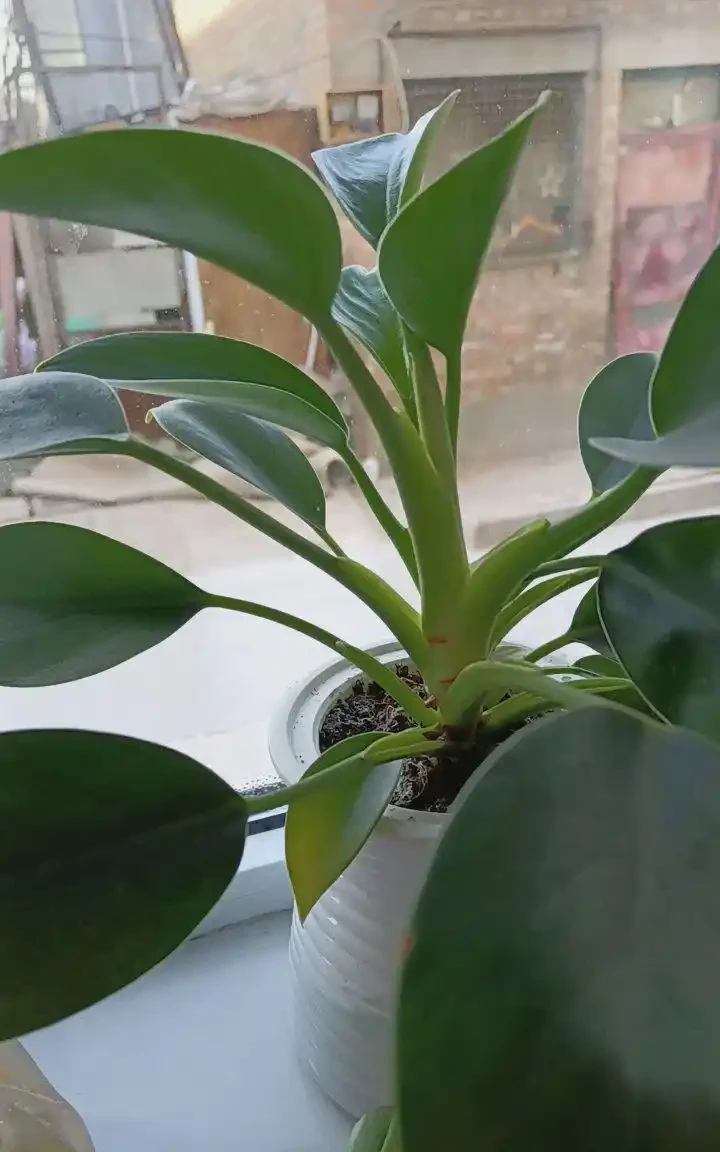 金鑽能開花嗎?有哪些特徵,家養金鑽難開花的原因是什麼