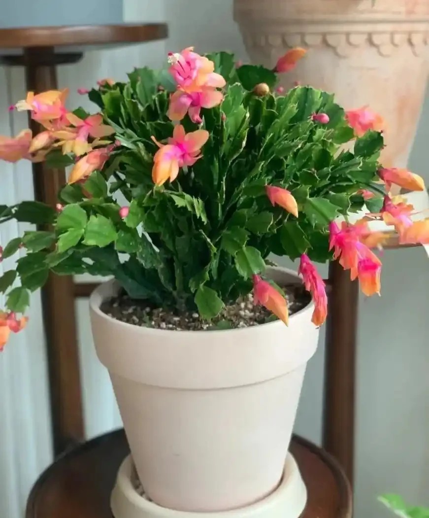 北方陽臺5種花卉推薦與養護全攻略