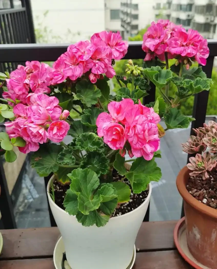 北方陽臺5種花卉推薦與養護全攻略