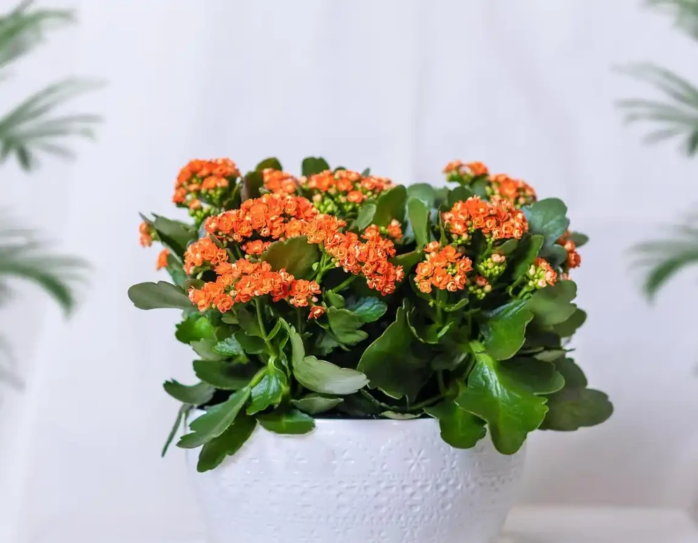 北方陽臺5種花卉推薦與養護全攻略