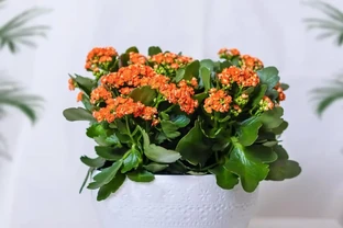 北方陽臺5種花卉推薦與養護全攻略