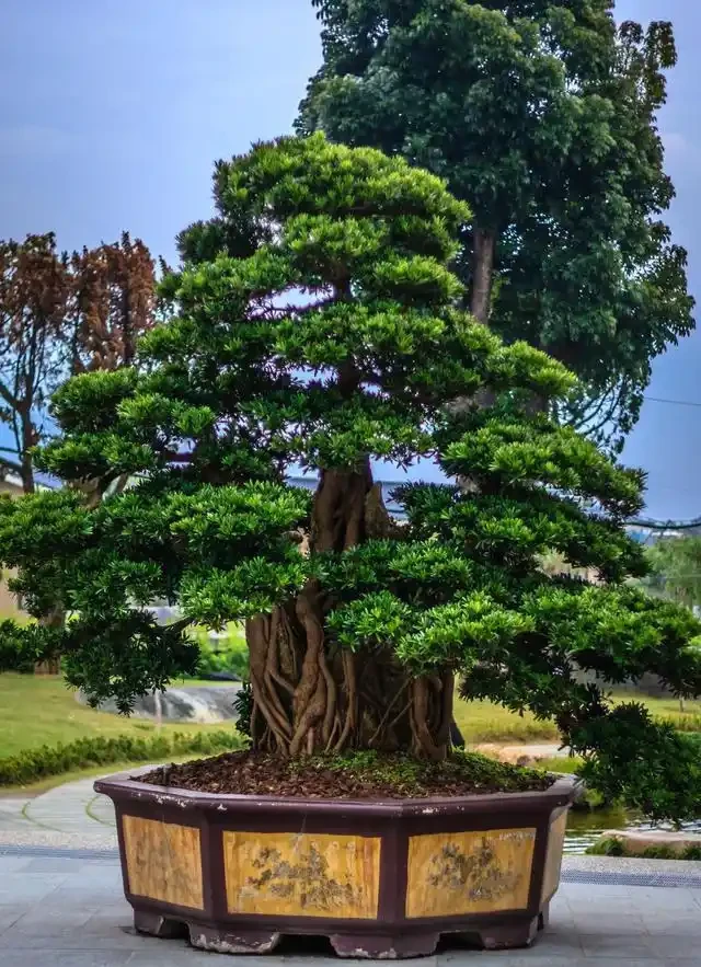 院子裡有這「6種樹」，大多「非富既貴」，生活差不到哪裡去