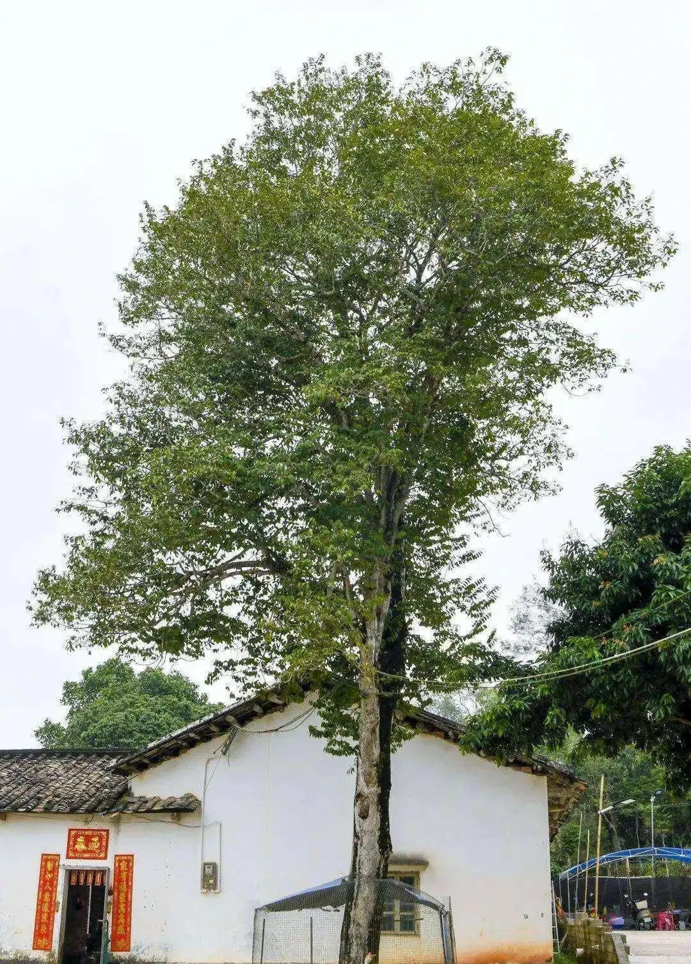 院子裡有這「6種樹」，大多「非富既貴」，生活差不到哪裡去