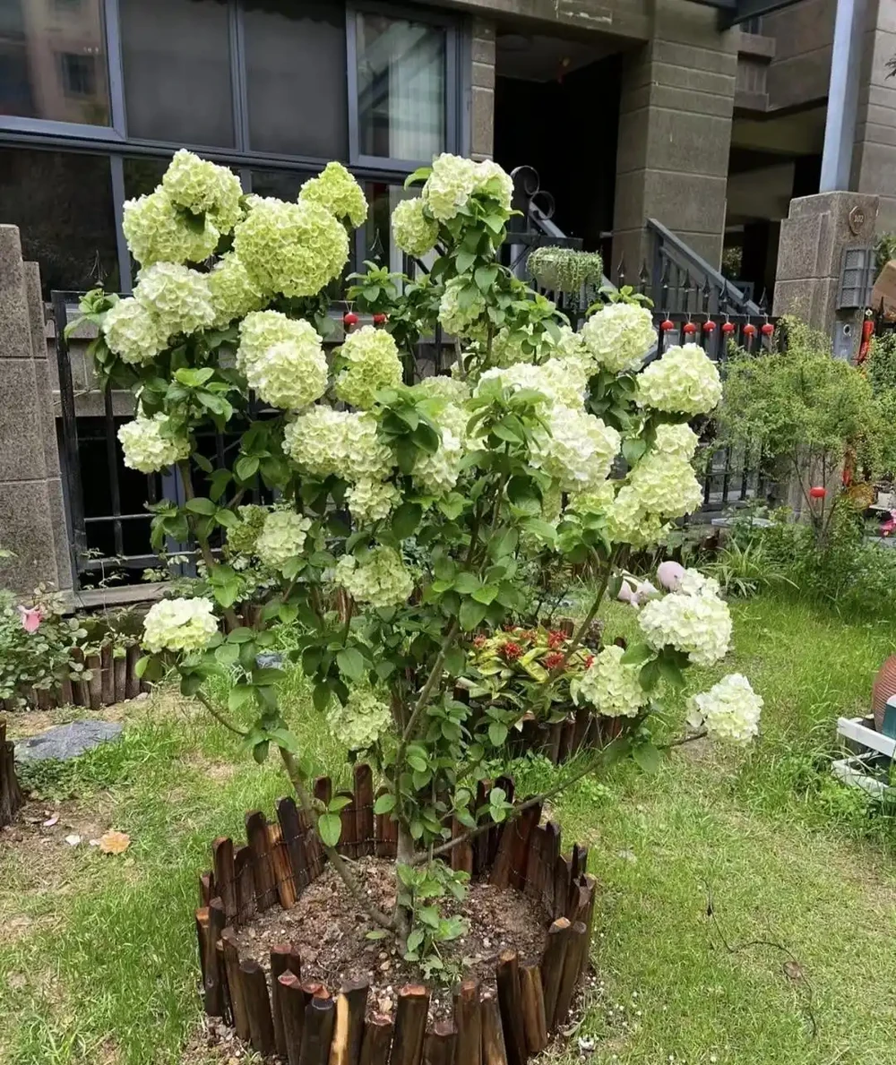 院子裡有這「6種樹」，大多「非富既貴」，生活差不到哪裡去