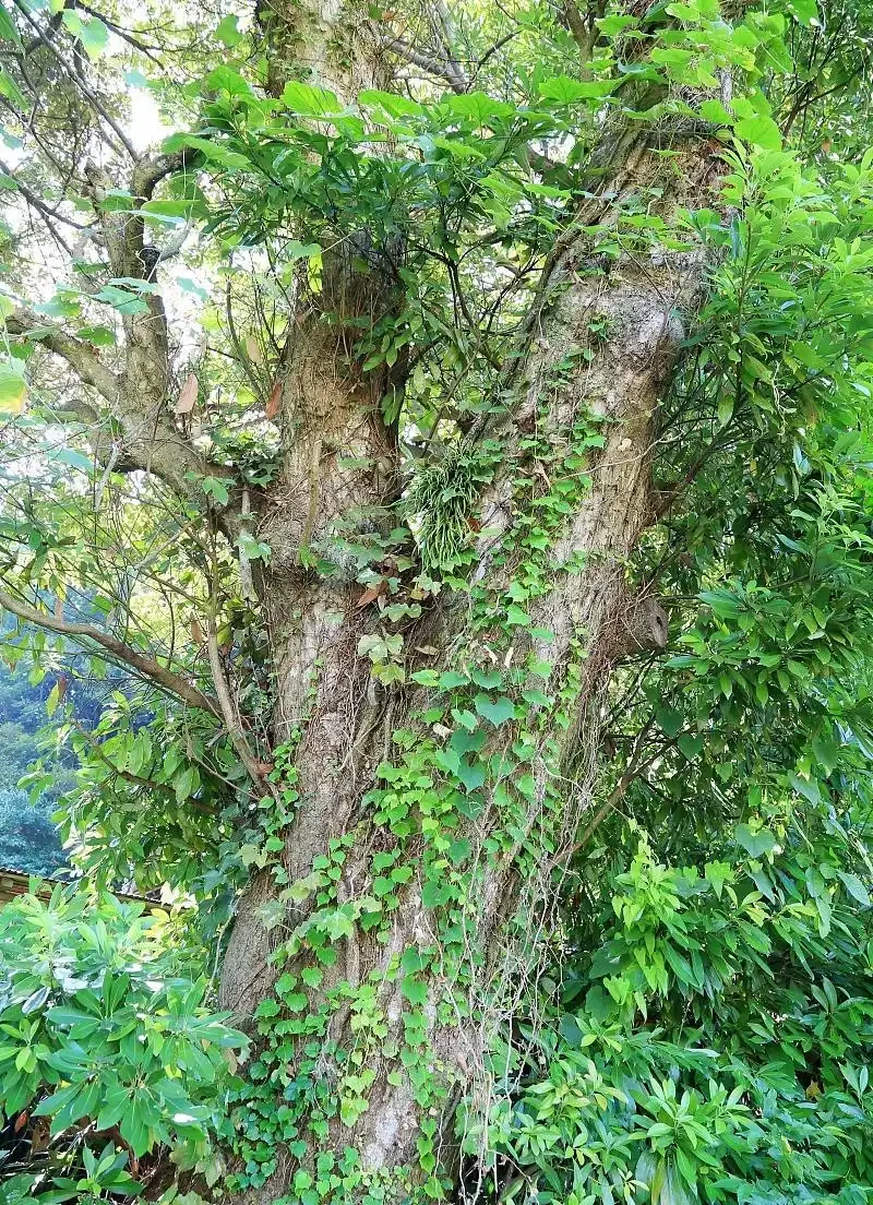院子裡有這「6種樹」，大多「非富既貴」，生活差不到哪裡去