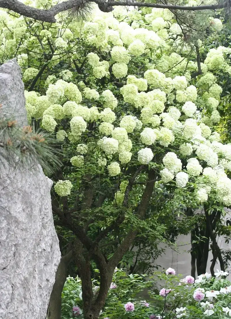 院子裡有這「6種樹」，大多「非富既貴」，生活差不到哪裡去