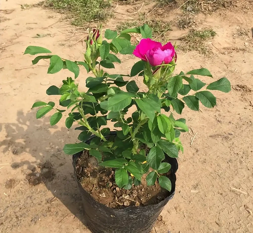 玫瑰花插枝成活指南：開啟玫瑰繁衍新篇