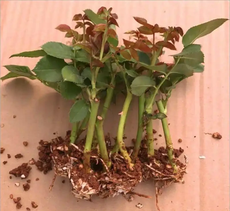 玫瑰花插枝成活指南：開啟玫瑰繁衍新篇