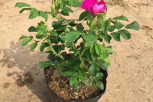 玫瑰花插枝成活指南：開啟玫瑰繁衍新篇