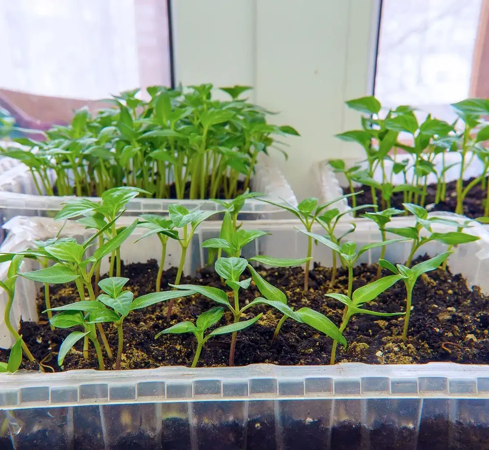 營養液的配製方法:基礎配方到精準定製,打造植物專屬「能量水」
