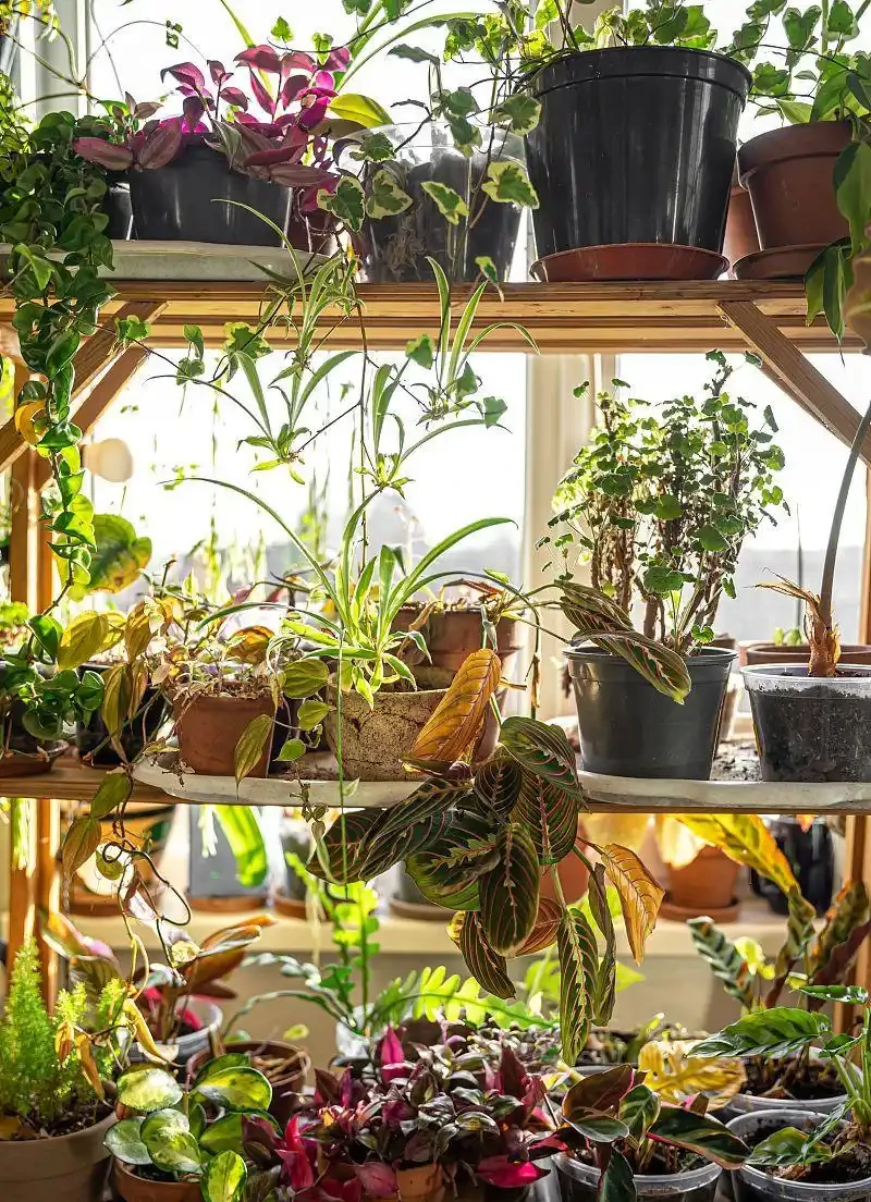 營養液的配製方法:基礎配方到精準定製,打造植物專屬「能量水」