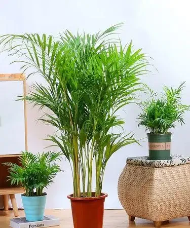 大葉招財!11種適合養在客廳的大葉綠植,養人又吉祥