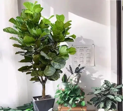 大葉招財!11種適合養在客廳的大葉綠植,養人又吉祥