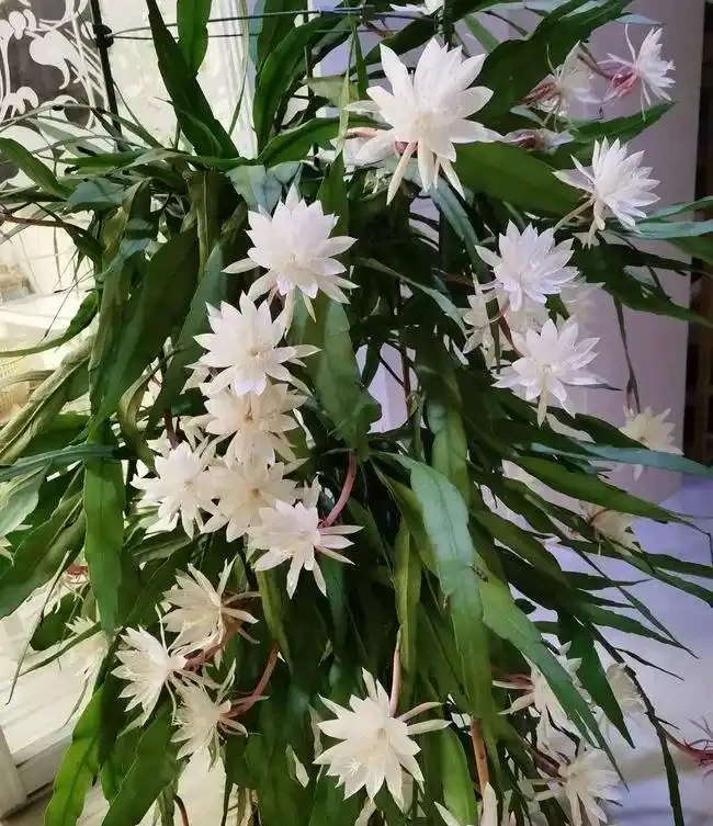 大葉招財!11種適合養在客廳的大葉綠植,養人又吉祥