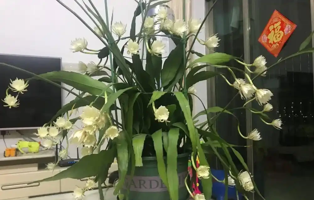 大葉招財!11種適合養在客廳的大葉綠植,養人又吉祥