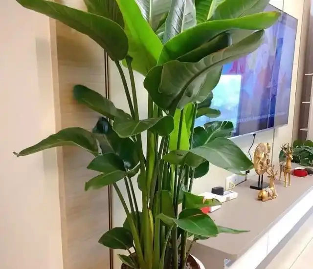 大葉招財!11種適合養在客廳的大葉綠植,養人又吉祥