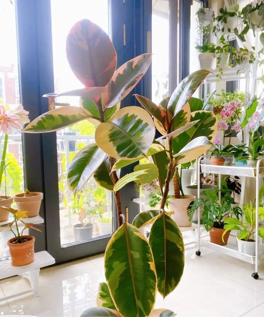 大葉招財!11種適合養在客廳的大葉綠植,養人又吉祥