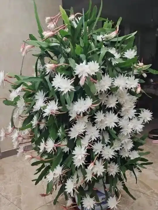 大葉招財!11種適合養在客廳的大葉綠植,養人又吉祥