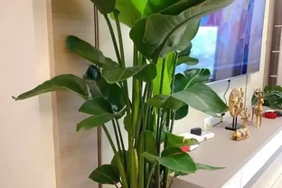 大葉招財！11種適合養在客廳的大葉綠植，養人又吉祥
