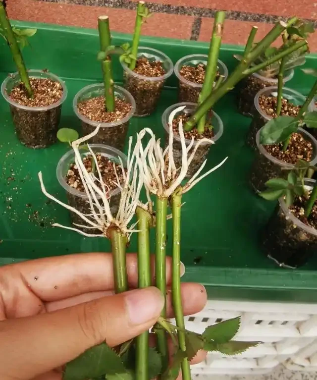 玫瑰花能插枝成活嗎?插枝的核心步驟是怎樣的?如何提高成活率