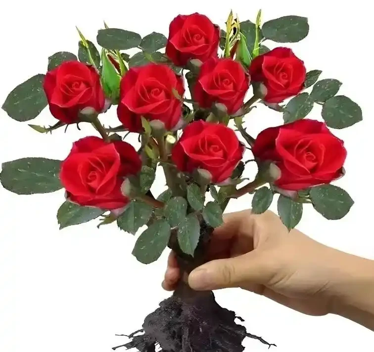 玫瑰花能插枝成活嗎?插枝的核心步驟是怎樣的?如何提高成活率