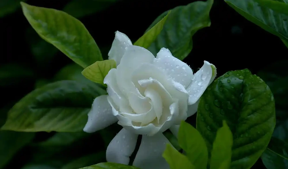 這5種花最愛「喝醋」!春天澆一杯,葉子綠得滴油,花苞蹭蹭冒!