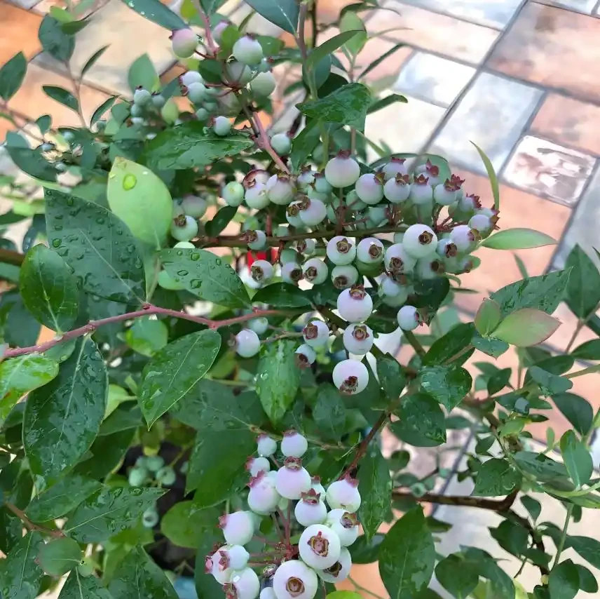 這5種花最愛「喝醋」!春天澆一杯,葉子綠得滴油,花苞蹭蹭冒!