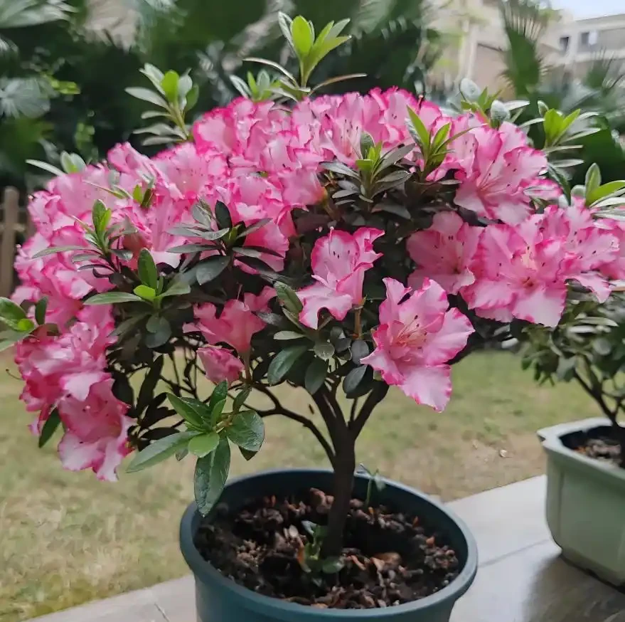 這5種花最愛「喝醋」!春天澆一杯,葉子綠得滴油,花苞蹭蹭冒!