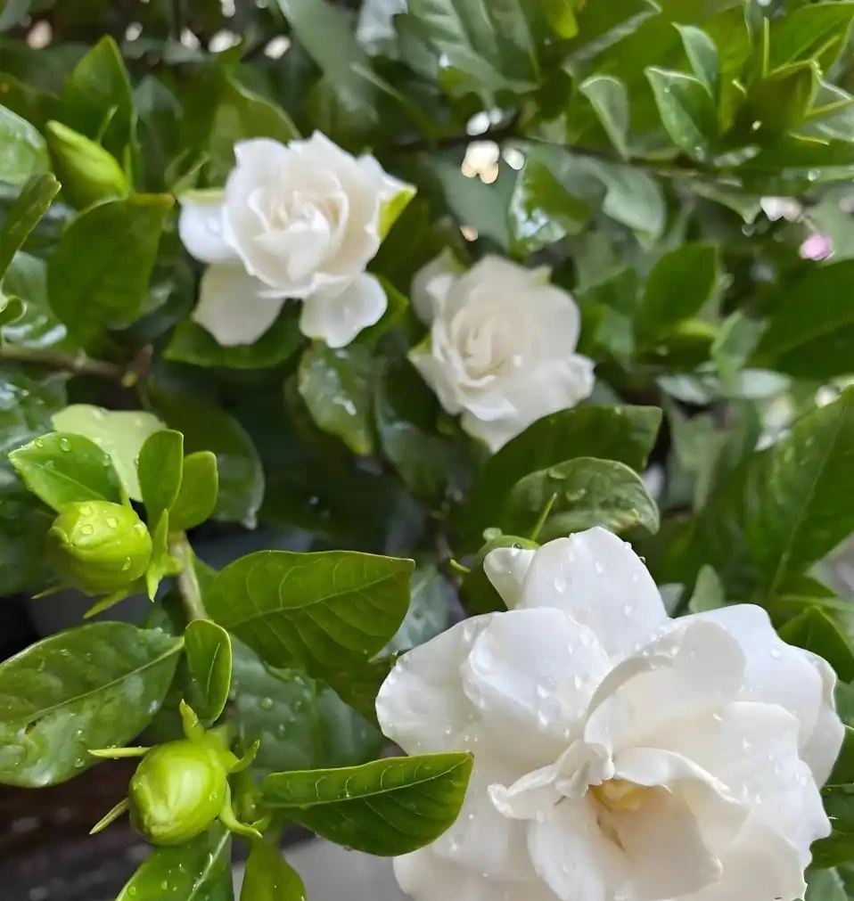這5種花最愛「喝醋」!春天澆一杯,葉子綠得滴油,花苞蹭蹭冒!