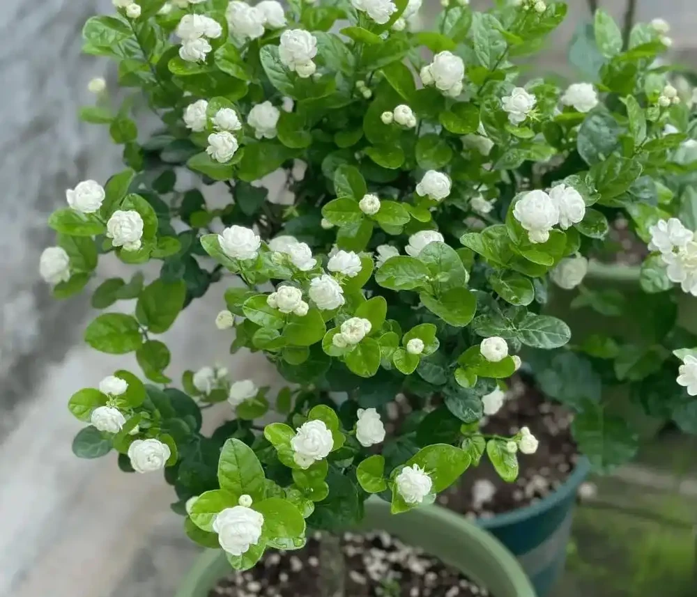這5種花最愛「喝醋」!春天澆一杯,葉子綠得滴油,花苞蹭蹭冒!