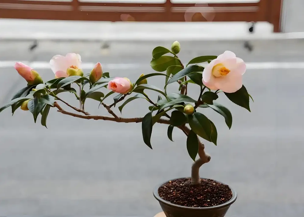 這5種花最愛「喝醋」!春天澆一杯,葉子綠得滴油,花苞蹭蹭冒!