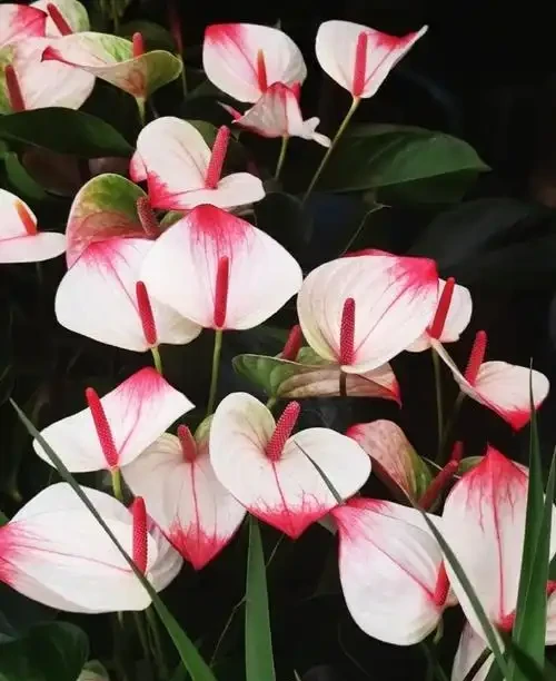 花燭