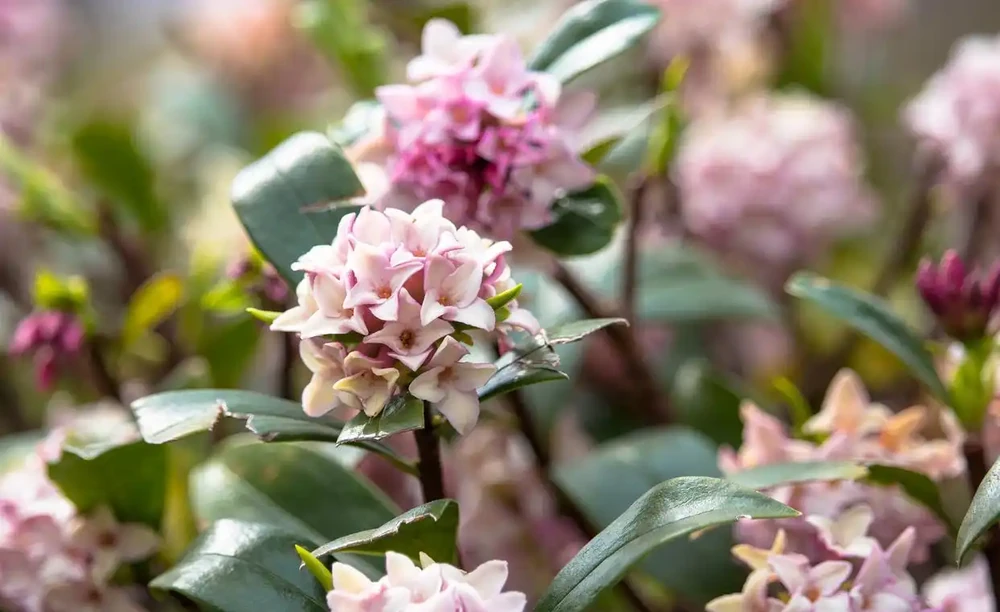養瑞香花,做好「3件事」,枝繁葉茂開花滿盆!
