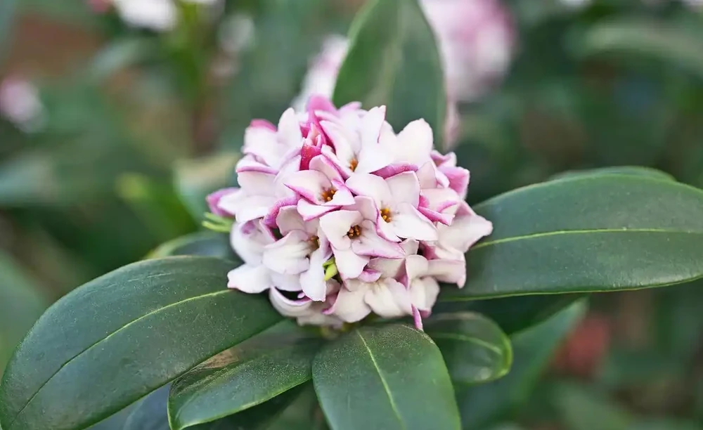 養瑞香花,做好「3件事」,枝繁葉茂開花滿盆!