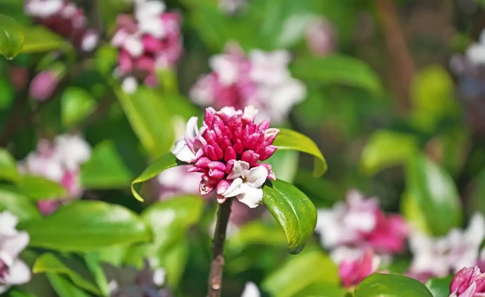養瑞香花,做好「3件事」,枝繁葉茂開花滿盆!