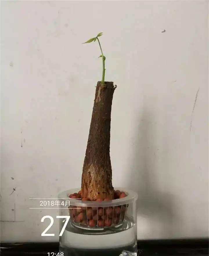 發財樹插枝能成活嗎?深度剖析繁殖真相