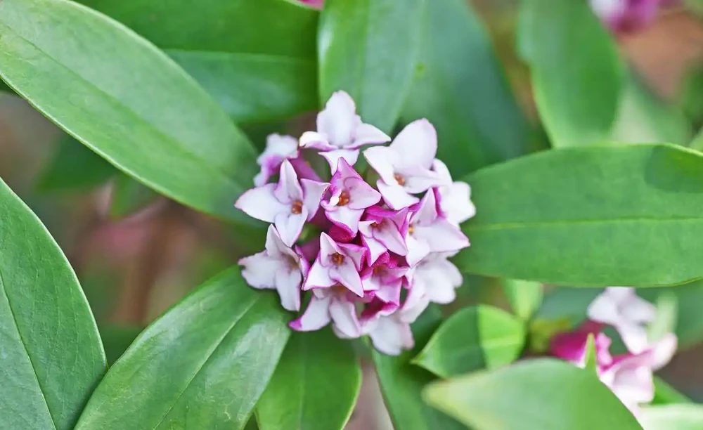 養瑞香花,做好「3件事」,枝繁葉茂開花滿盆!