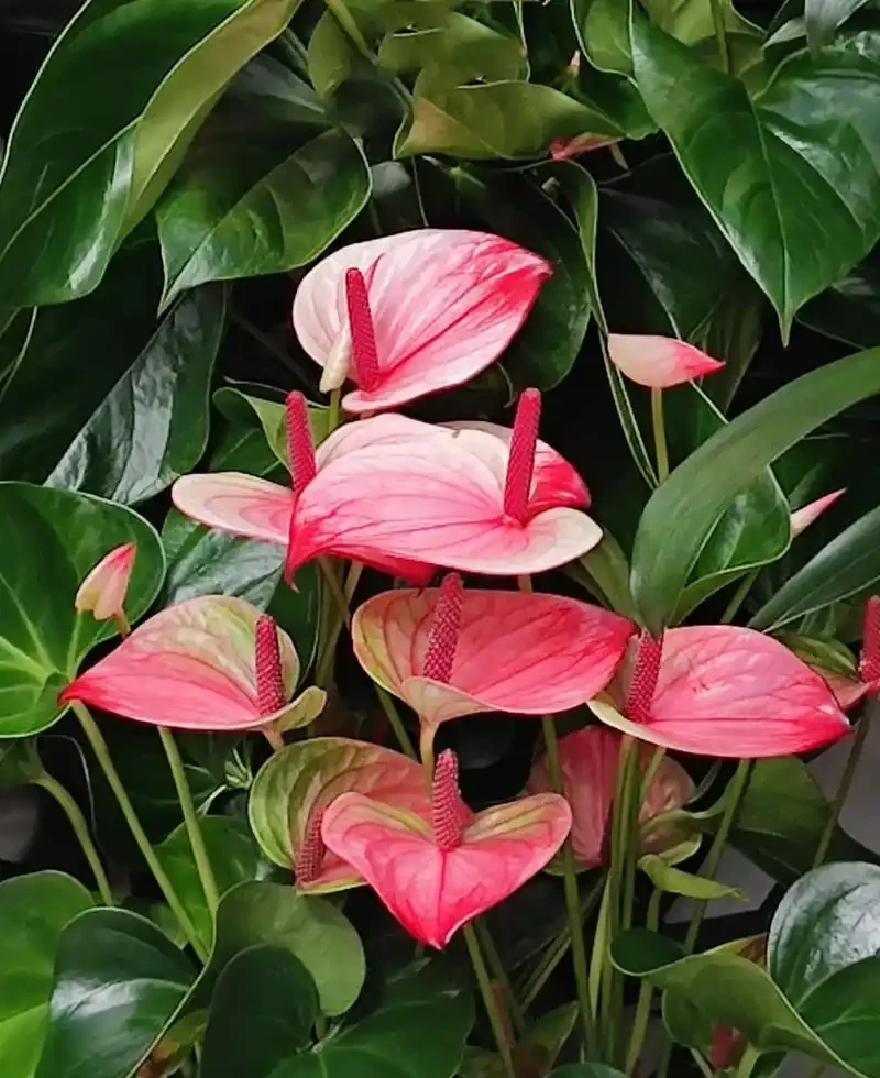 花燭