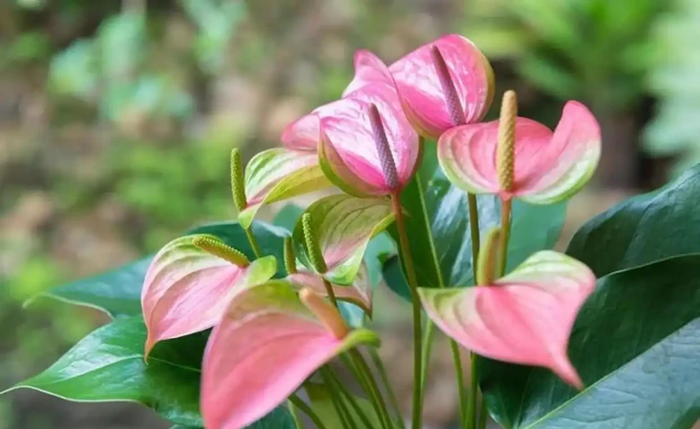 花燭